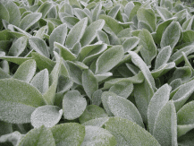 Des images de diff�rentes plantes